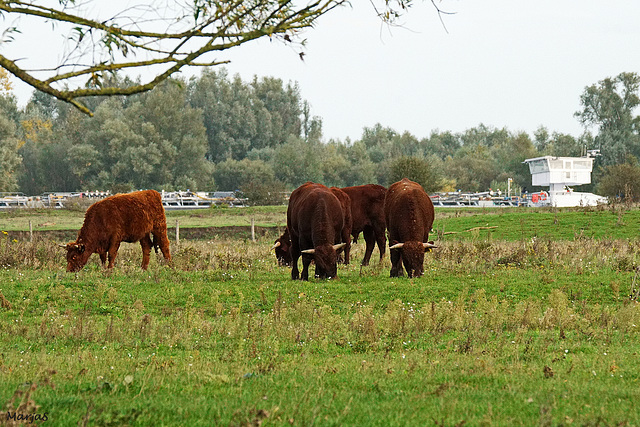 Rode Geuzen