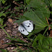 Green veined white butterfly