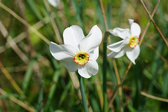 Weiße Narzisse