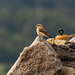 Juvenile Wheatear