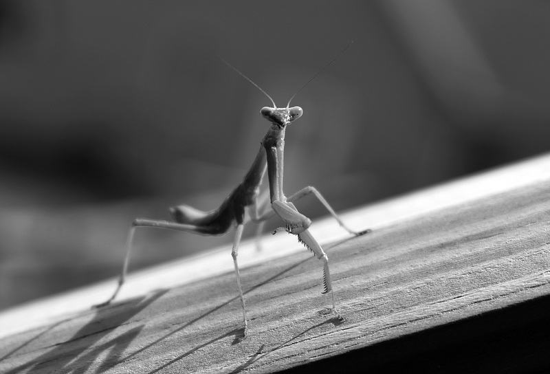 Curious Mantis