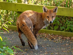 A friendly fox that came to watch me