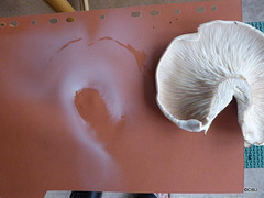 Pale Pink/Cream Spore print of Russula Delica