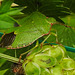 20210913 2880CPw [D~LIP] Grüne Stinkwanze (Palomena prasina), Kleiner Wiesenknopf (Sanguisorba minor), Bad Salzuflen