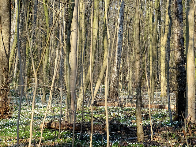 Buschwindröschen in Hannovers Stadtwald