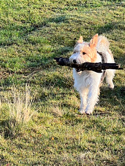 Freda on stick collection duties