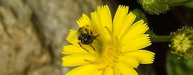 20230620 1036CPw [D~LIP] Kleinköpfiger Pippau (Crepis capillaris), Hosenbiene (Dasypoda hirtipes), Bad Salzuflen