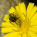20230620 1036CPw [D~LIP] Kleinköpfiger Pippau (Crepis capillaris), Hosenbiene (Dasypoda hirtipes), Bad Salzuflen