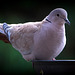 Tourterelle turque (Streptopelia decaocto - Eurasian Collared Dove)