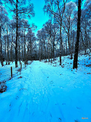 Winter wonderland - it was -10°C early this morning here...
