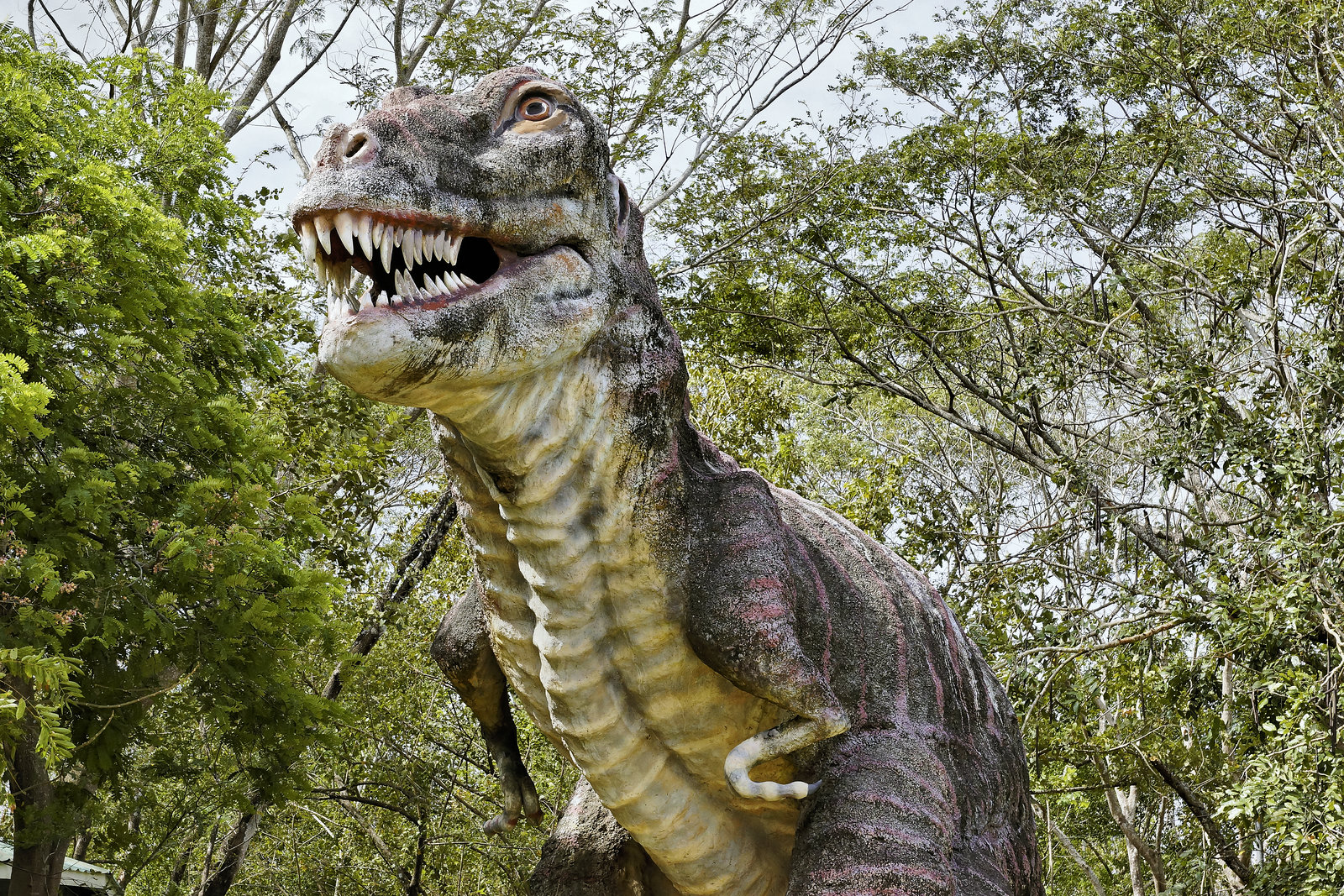 We All Scream for Ice Cream – Parque Mega-Fauna Monteverde, Monteverde, Puntarenas Province, Costa Rica