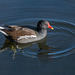 Moorhen