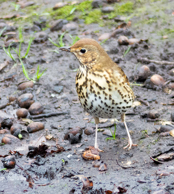 Thrush (1)