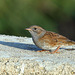 EOS 6D Peter Harriman 08 27 12 43061 dunnock dpp