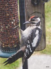 Young Greater Spotted Woodpecker at the peanut feeder