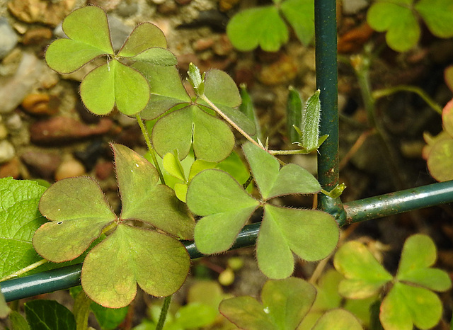 20230620 1038CPw [D~LIP] Gehörnter Sauerklee (Oxalis corniculta), Bad Salzuflen