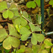 20230620 1038CPw [D~LIP] Gehörnter Sauerklee (Oxalis corniculta), Bad Salzuflen