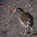 Moorhen2