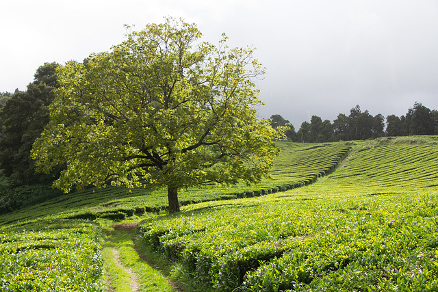 Sao Miguel 4/16