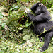 Uganda, Bwindi Forest, Gorilla reflects on something