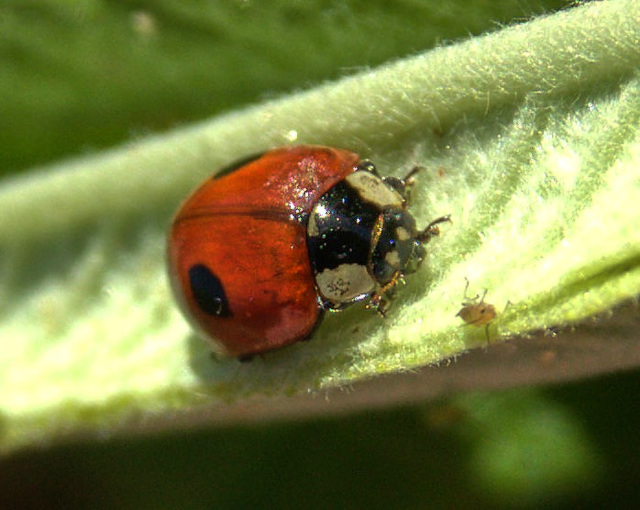 Ladybird