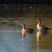 Egyptian geese