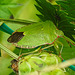 20210913 2883CPw [D~LIP] Grüne Stinkwanze (Palomena prasina), Kleiner Wiesenknopf (Sanguisorba minor), Bad Salzuflen