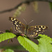 Speckled Wood Butterfly