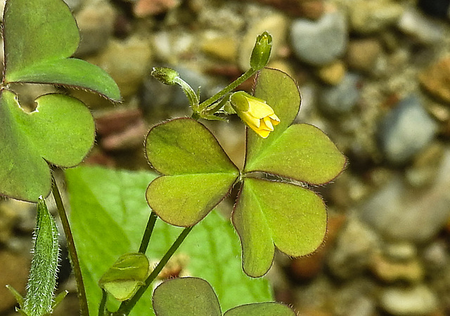 20230620 1039CPw [D~LIP] Gehörnter Sauerklee (Oxalis corniculta), Bad Salzuflen