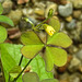 20230620 1039CPw [D~LIP] Gehörnter Sauerklee (Oxalis corniculta), Bad Salzuflen