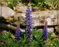 Lupins ............Bon mardi à tous !belle journée ............