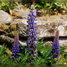 Lupins ............Bon mardi à tous !belle journée ............