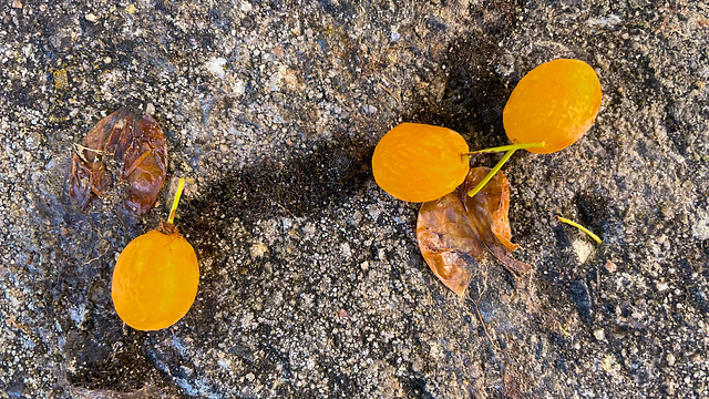 Prunus domestica subsp. syriaca