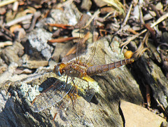 Broad Scarlet f Crocothemis erythraea 08-08-2012 (2)