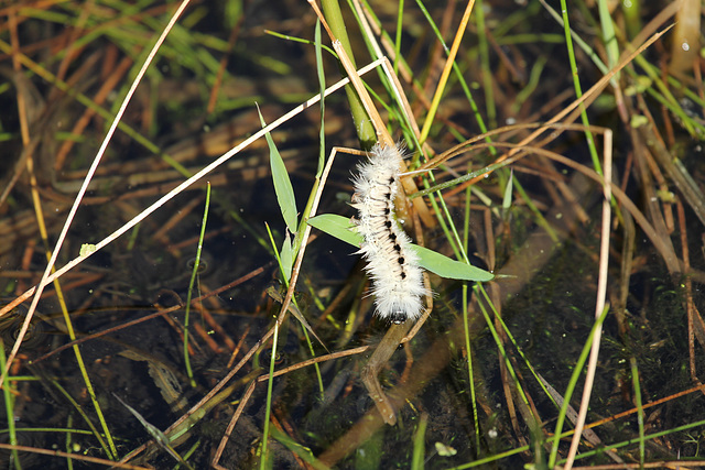 caterpillar-reflected