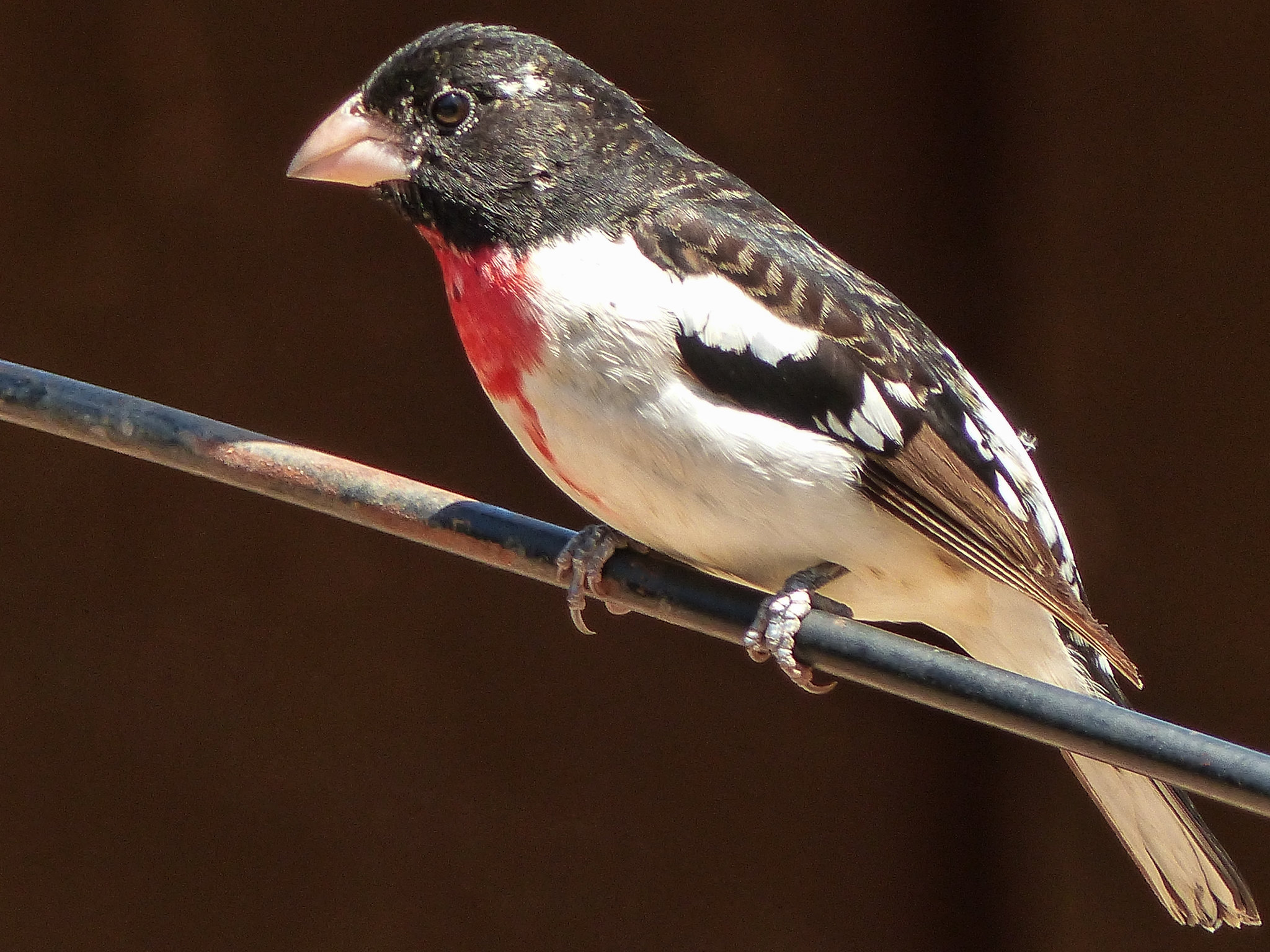 Day 2, Rose-breasted Grosbeak, Rondeau Provincial Park, Ontario