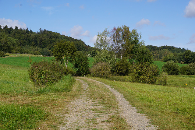 Feldweg mit Bäumen am Krücker