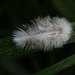 Du jamais vu . Une chenille verte camouflée en plume blanche . Cette chenille à la particularité de nager des îles Galapagos , jusqu'en Beauce ..