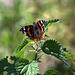 Red admiral