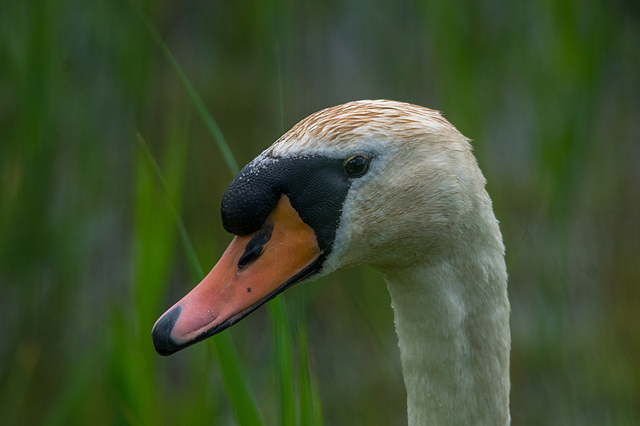 Swan.2jpg