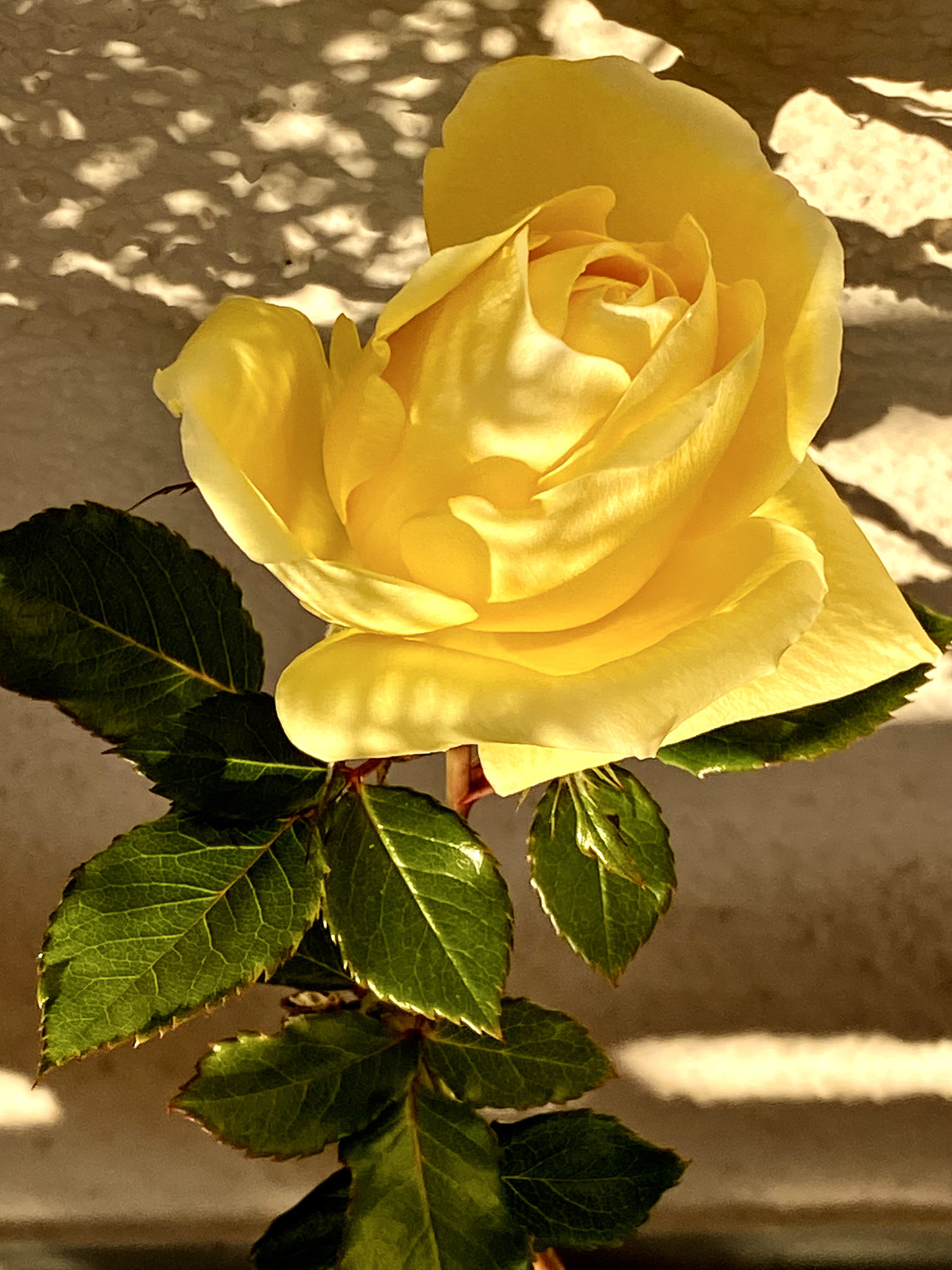 Von der Sonne verwöhnt