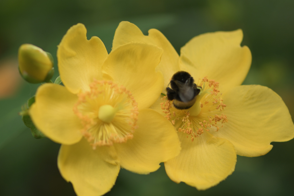 Im Bot. Garten Wuppertal