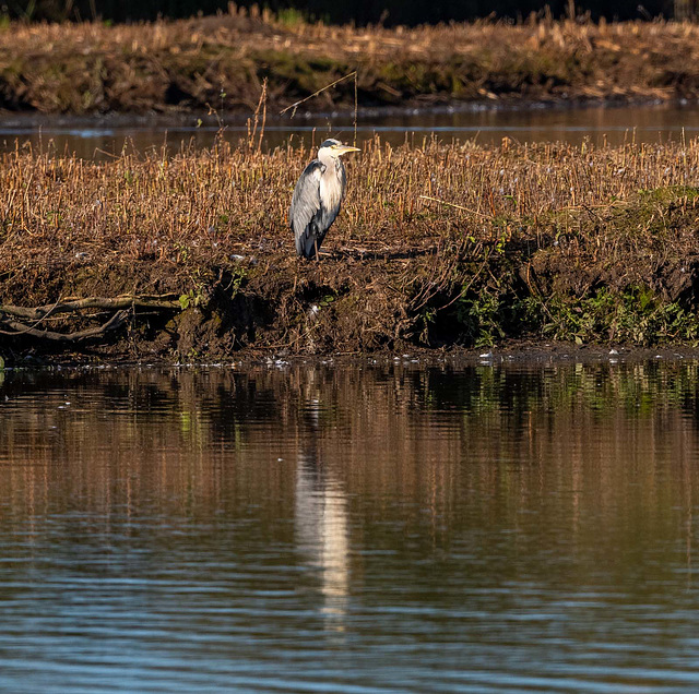 Heron