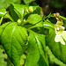 20230620 1040CPw [D~LIP] Kleinblütiges Springkraut (Impatiens parviflora), Bad Salzuflen