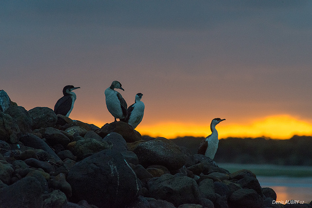 Cormorans de Tasmanie