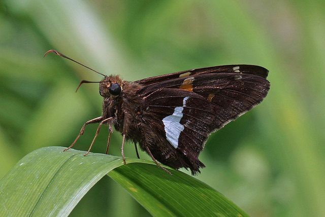 Silver-Spotted Skipper Butterfly