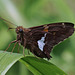 Silver-Spotted Skipper Butterfly