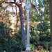 brookwood cemetery, surrey