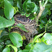 bird nest in the lemon tree
