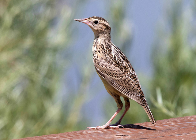 Immature Western Meadowlark